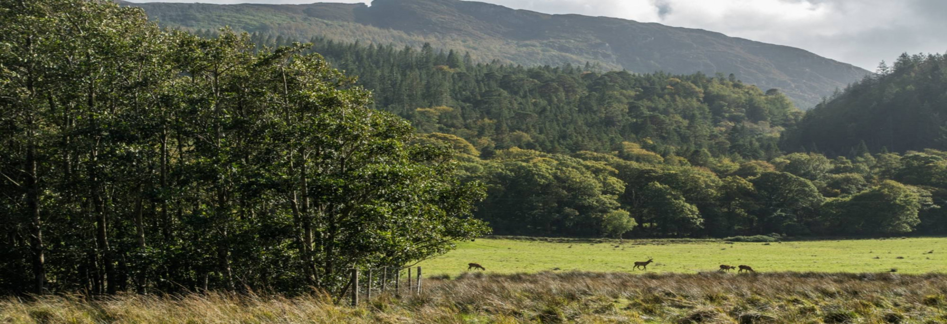 Deer spotting in killarney national park www.killarneytowers.com