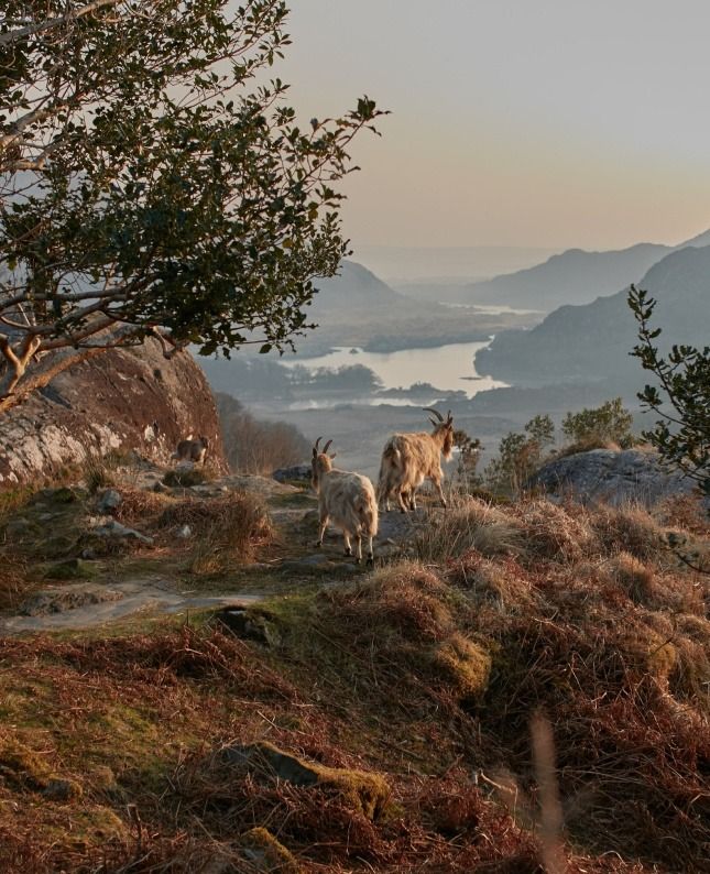 Scenic mountain view with goats overlooking misty lake, inviting hiking, nature exploration, and serene relaxation.