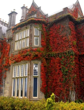 Historic hotel facade with vibrant red ivy and large windows, offering charming countryside views and luxurious stays.
