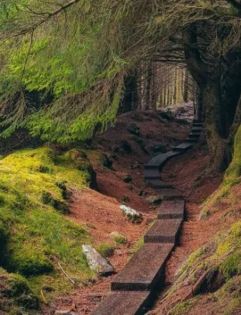 Serene wooded trail with lush moss for peaceful nature walks near the hotel. Ideal for relaxation and outdoor exploration.