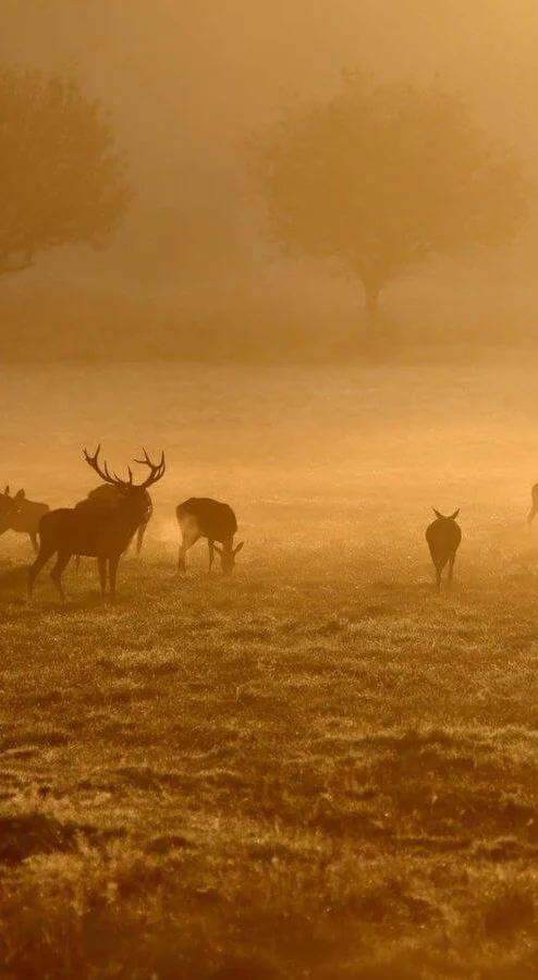 Serene morning mist with grazing deer in hotel grounds, offering tranquil nature retreat and picturesque views.