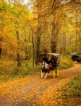 Scenic autumn carriage ride through vibrant woodland near luxury hotel.
