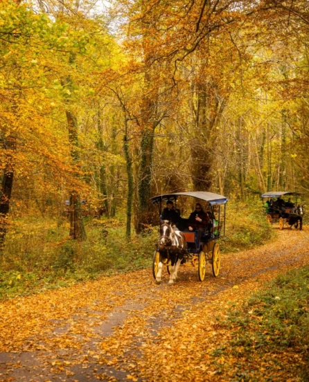 Scenic autumn carriage ride through vibrant woodland near luxury hotel.