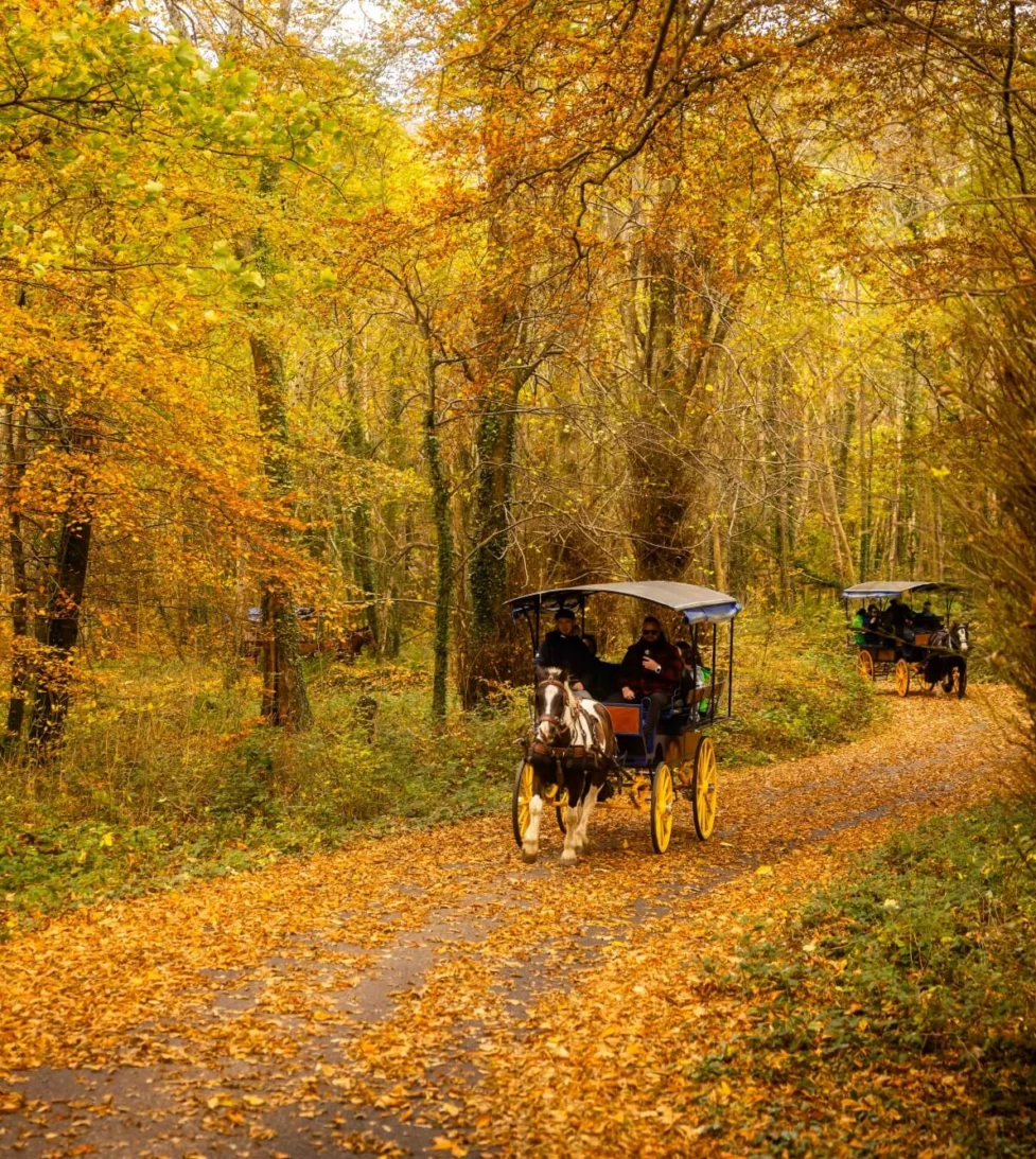 Scenic autumn carriage ride through vibrant woodland near luxury hotel.